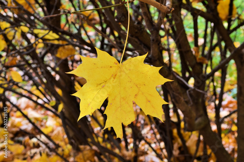 Single autumn yellow maple leave - tree details