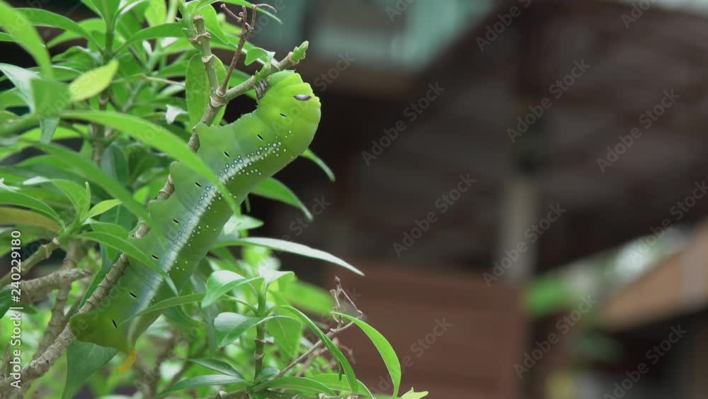 Beautyful green caterpillar with blue and white eyespots,4K video.
Daphnis nerii climbing on top of branch eating green leafs  ,oleander hawk moth or army green moth.