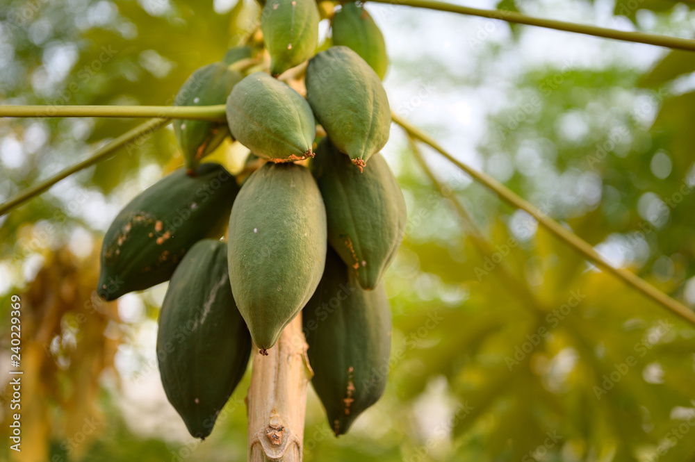 young papaya in papaya tree in garden, plant or fruit from Thailand.