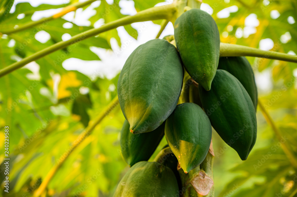 young papaya in papaya tree in garden, plant or fruit from Thailand. young papaya in papaya tree in garden, plant or fruit from Thailand.