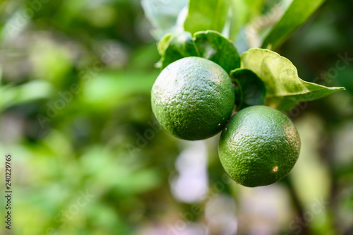 Wallpaper Mural close up green lime and leave in the garden with copy space, popular fruit or vegetable concept. Torontodigital.ca