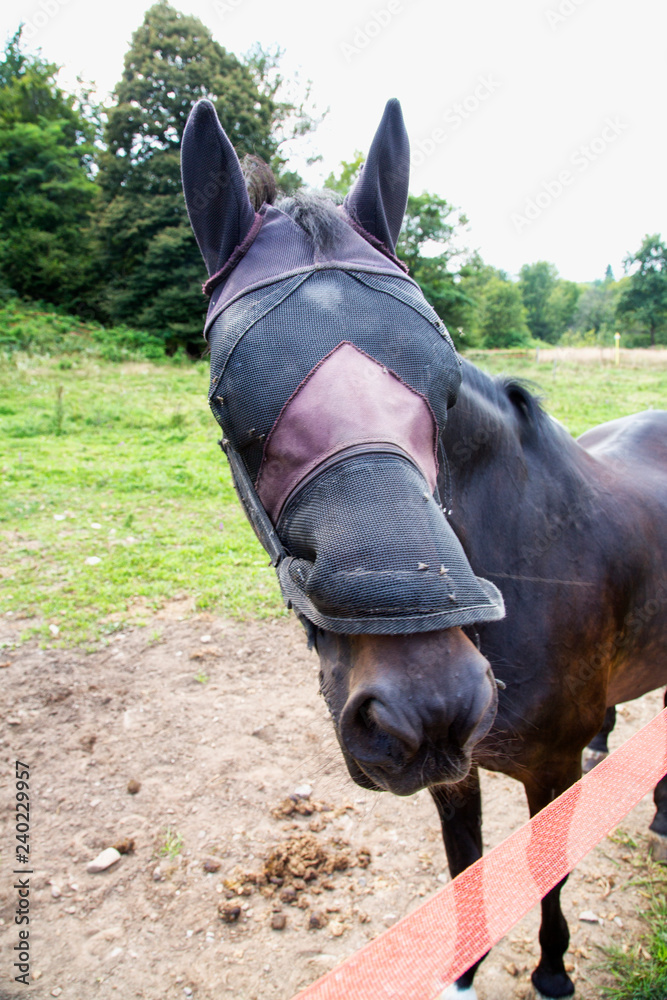 Fototapeta premium Horse with blinded eyes