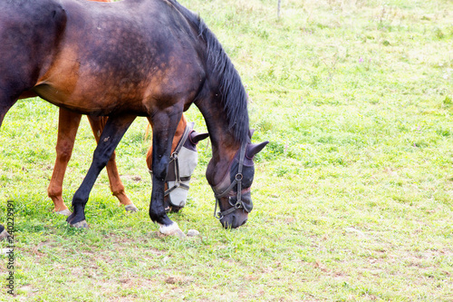 Horses eating in the grass