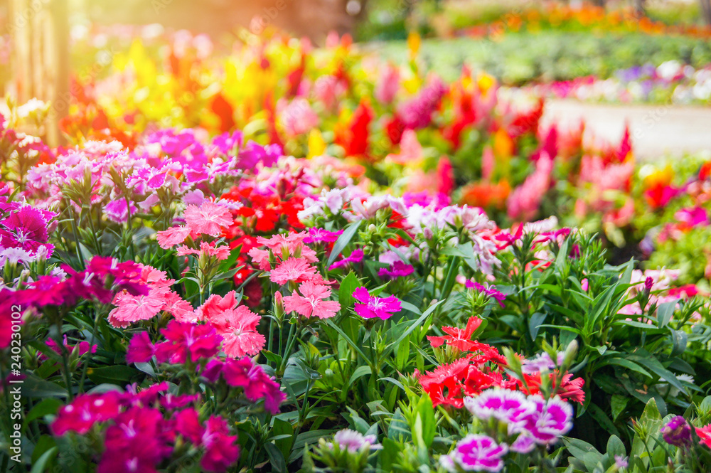 Colorful garden flower Multi color green lawn in colorful landscape plant and flower blooming spring garden