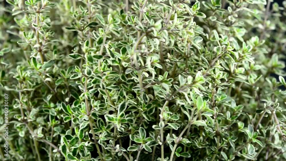 Thyme on a turntable Thyme on a turntable