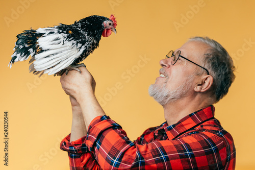 positive grey-haired scientist studing a hen. close up side view photo. animals care.