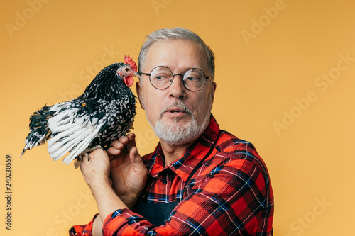 a hen is whispering a gossip to its owner. close up photo.cock is sharing secrets with senior farmer.