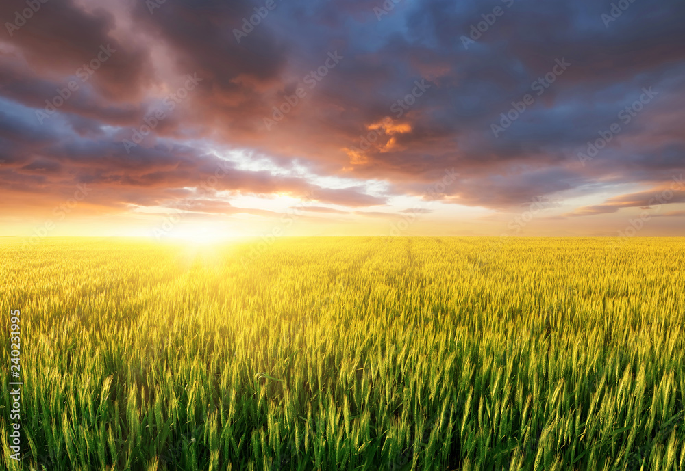 Field during sunset. Agricultural landscape at the summer time. Industrial landscape as a background. Farm landscape during sunset.