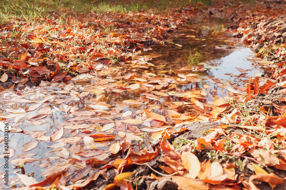 Stream with dry autumn leaves