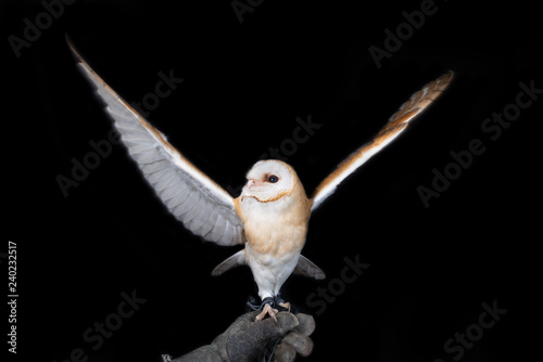owl barn wildlife bird animal nature wild prey eye look hunter 