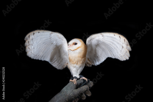 owl barn wildlife bird animal nature wild prey eye look hunter 