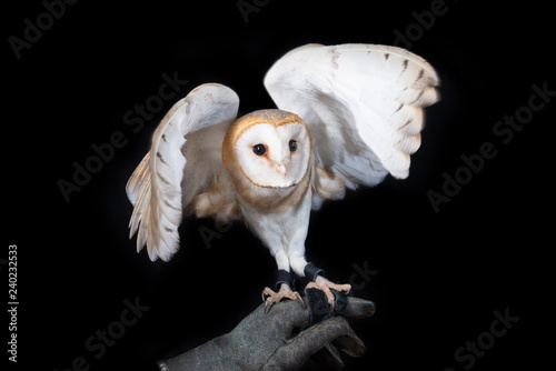 owl barn wildlife bird animal nature wild prey eye look hunter 