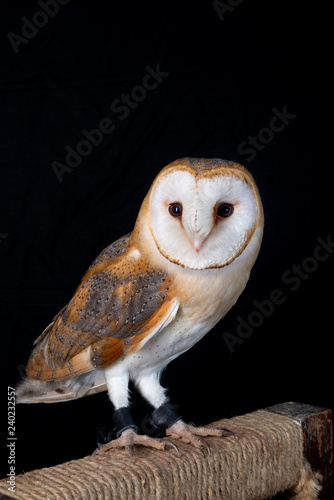 owl barn wildlife bird animal nature wild prey eye look hunter 