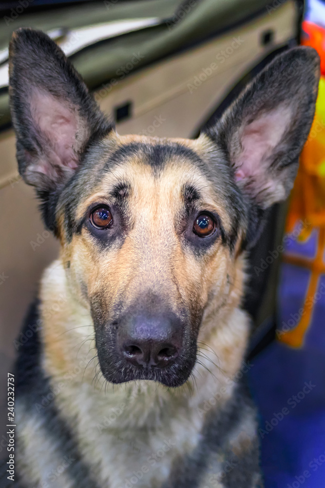 Portrait attentive German shepherd dog close-up. Big dog with huge erect ears. Brown head german shepherd dog sitting and looking up. Portrait attentive German shepherd dog close-up. Big dog with huge erect ears. Brown head german shepherd dog sitting and looking up.