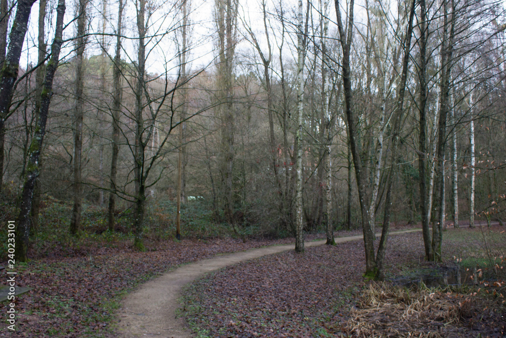 Naklejka premium Forest Path in Winter