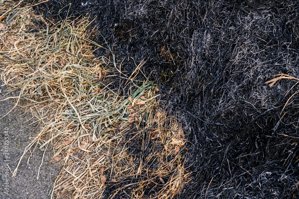 Burned grass after wildfire. Selective focus. Burned grass after wildfire. Selective focus.