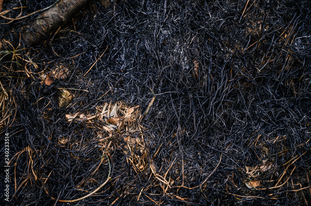 Burned grass after wildfire. Selective focus. Burned grass after wildfire. Selective focus.