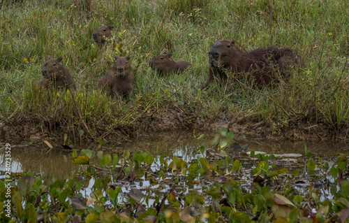 Resting Capybara © Steven Fish