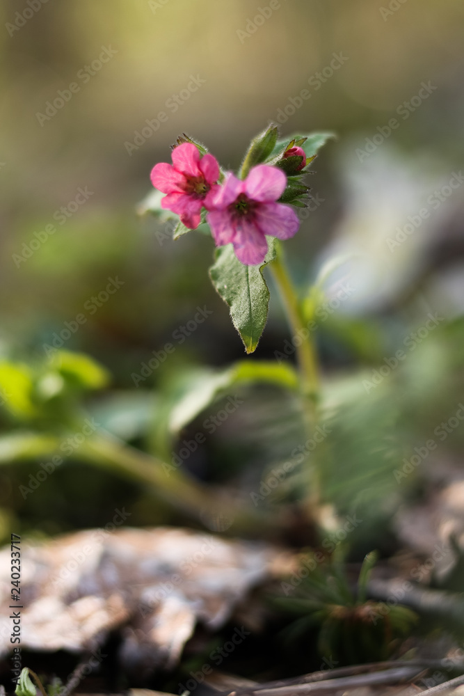 Pink forest flower