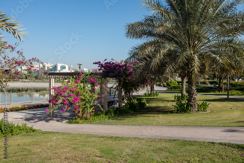 Bougainvillea covering a pergola at Al Barsha Pond Park, Dubai, United Arab Emirates © Glen