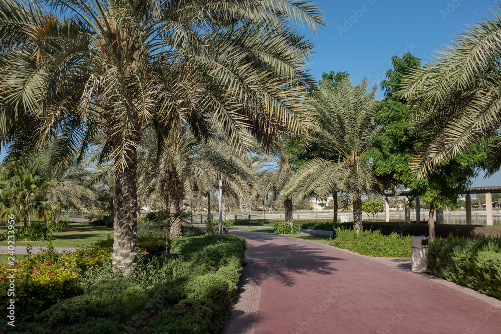 Running track lined with palm trees in Al Barsha Pond Park, Dubai, United Arab Emirates