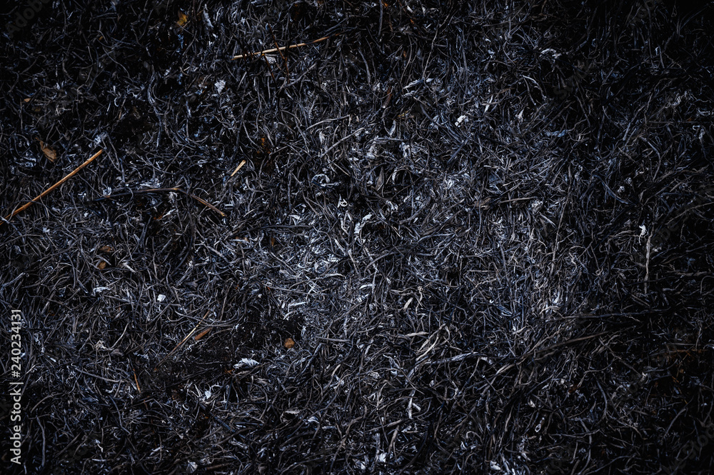 Burned grass after wildfire. Selective focus. Burned grass after wildfire. Selective focus.