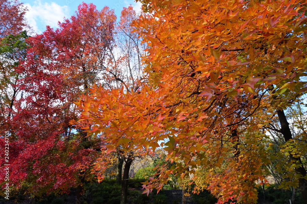 フウの紅葉