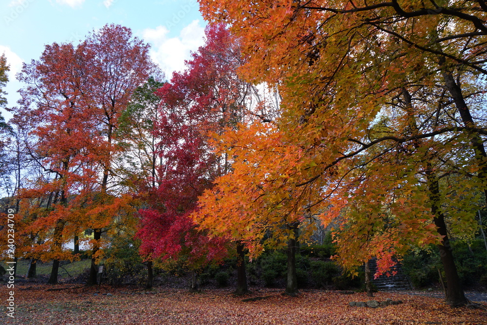 フウの紅葉 フウの紅葉