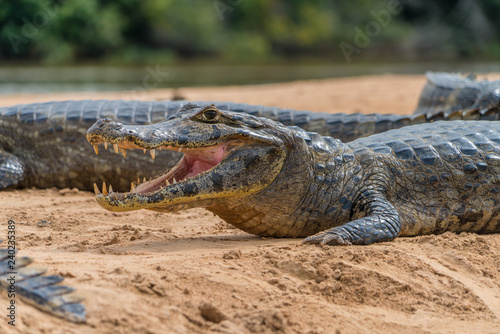 Pantanal Caiman Yawns