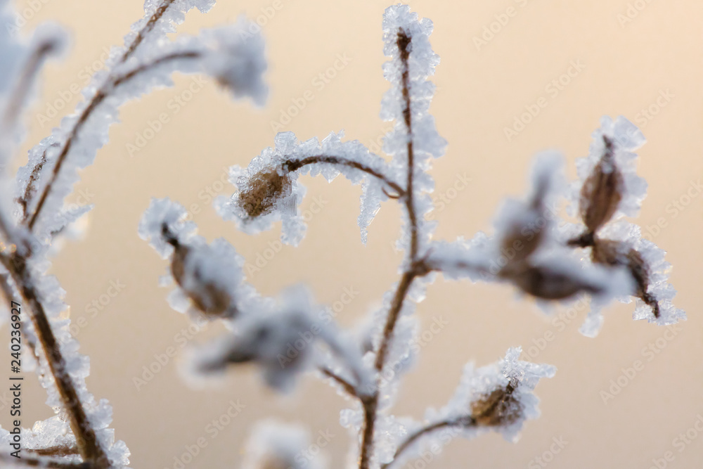 Beautiful winter background with the frozen flowers and plants. A natural pattern on plants