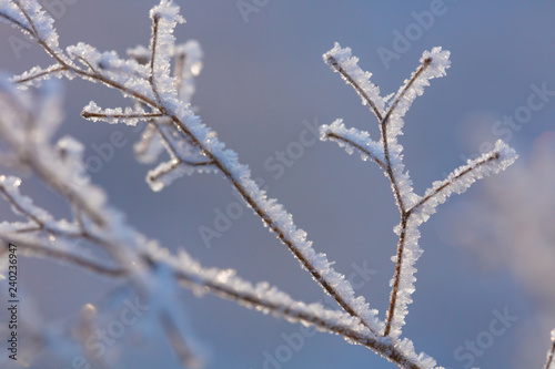 Beautiful winter background with the frozen flowers and plants. A natural pattern on plants © Abramov Maksim