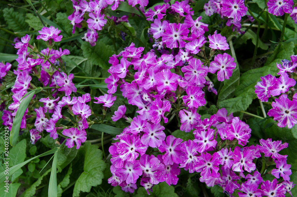 purple flowers in the garden purple flowers in the garden