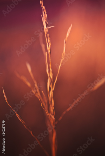 Wheat plant in front of a blurry red background
