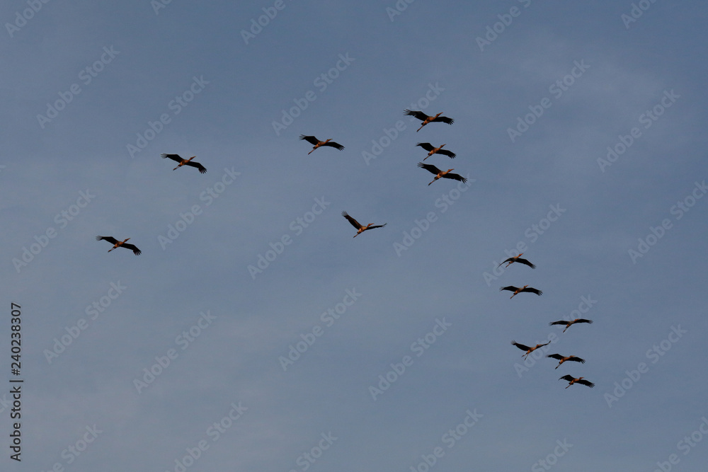Flock of asian openbill bird flying on blue sky background