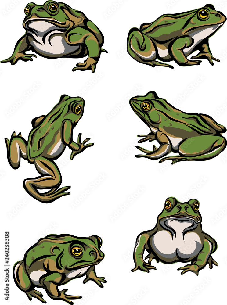 Fototapeta premium Frog, reptile, options, illustration, black, color, vector