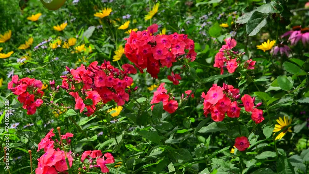 A Beautiful coral phlox bloom profusely A Beautiful coral phlox bloom profusely