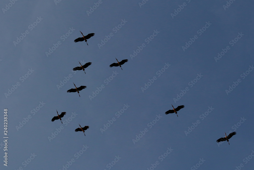 Flock of asian openbill bird flying on blue sky background