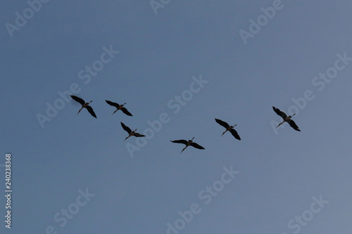 Flock of asian openbill bird flying on blue sky background © Passakorn