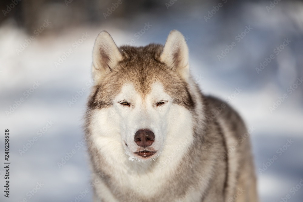 Close-up Portrait of serious, gorgeous and free Siberian Husky dog standing on the snow in the fairy forest in winter