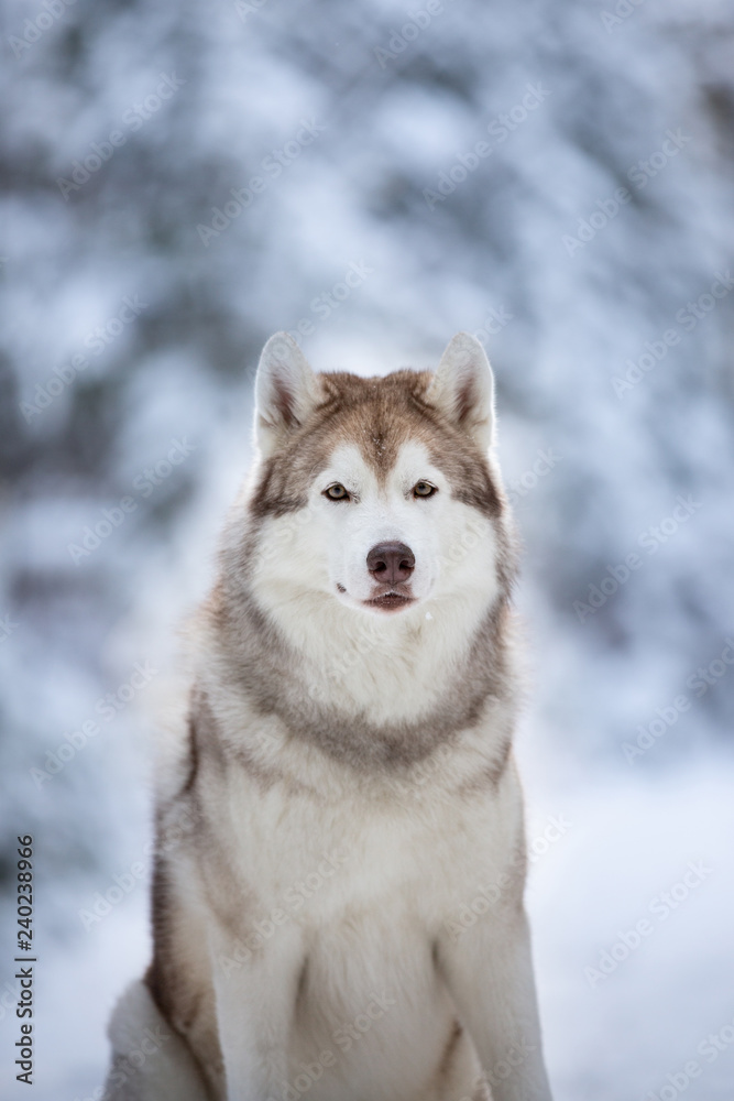 Close-up Portrait of gorgeous and free Siberian Husky dog sitting on the snow path in the fairy winter forest at sunset.