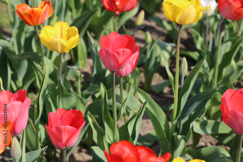 Tulpen Tulpen