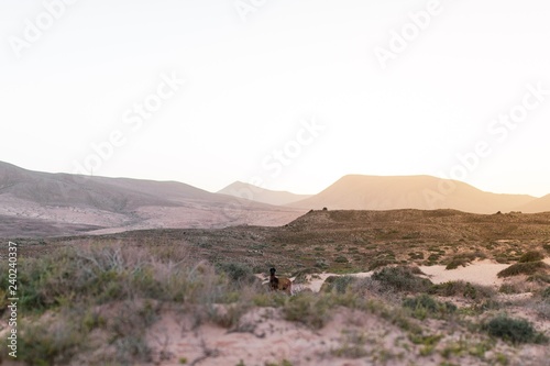 Cabras en las dunas