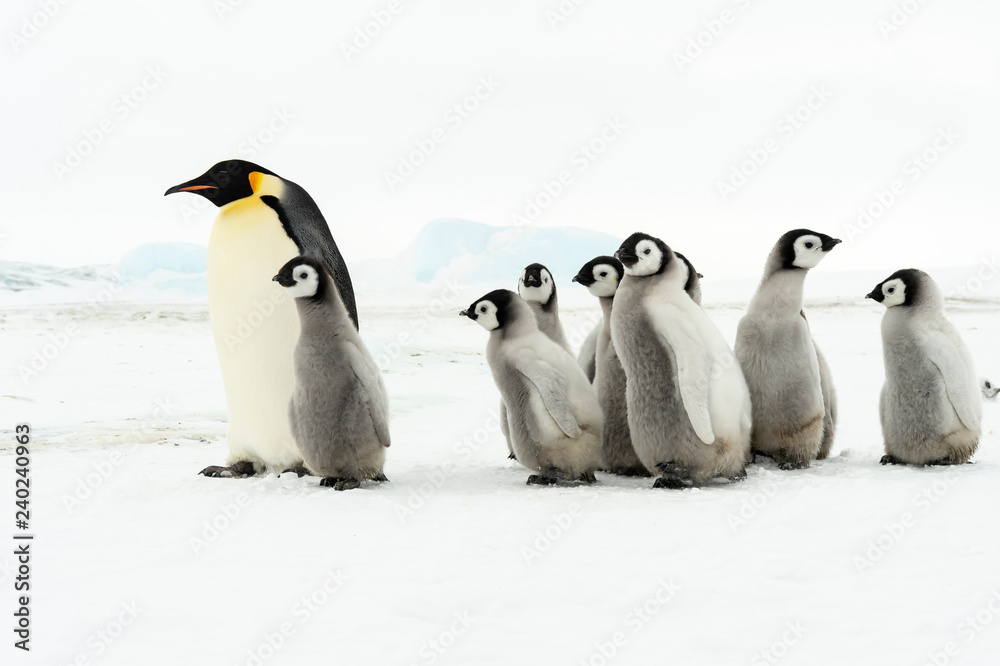 Fototapeta premium Emperor Penguin with chicks at Snow Hill