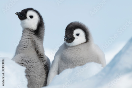 Emperor Penguins chicks on ice in Antarctica