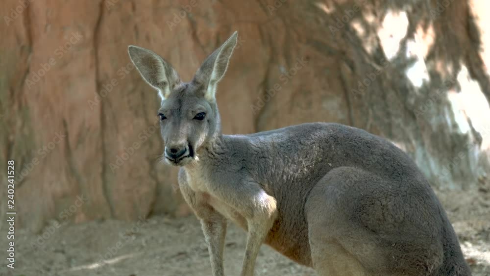Kangaroo Kangaroo