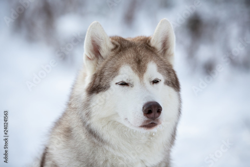 Close-up Portrait of beautiful, prideful and free Siberian Husky dog sitting on the snow in the fairy forest in winter