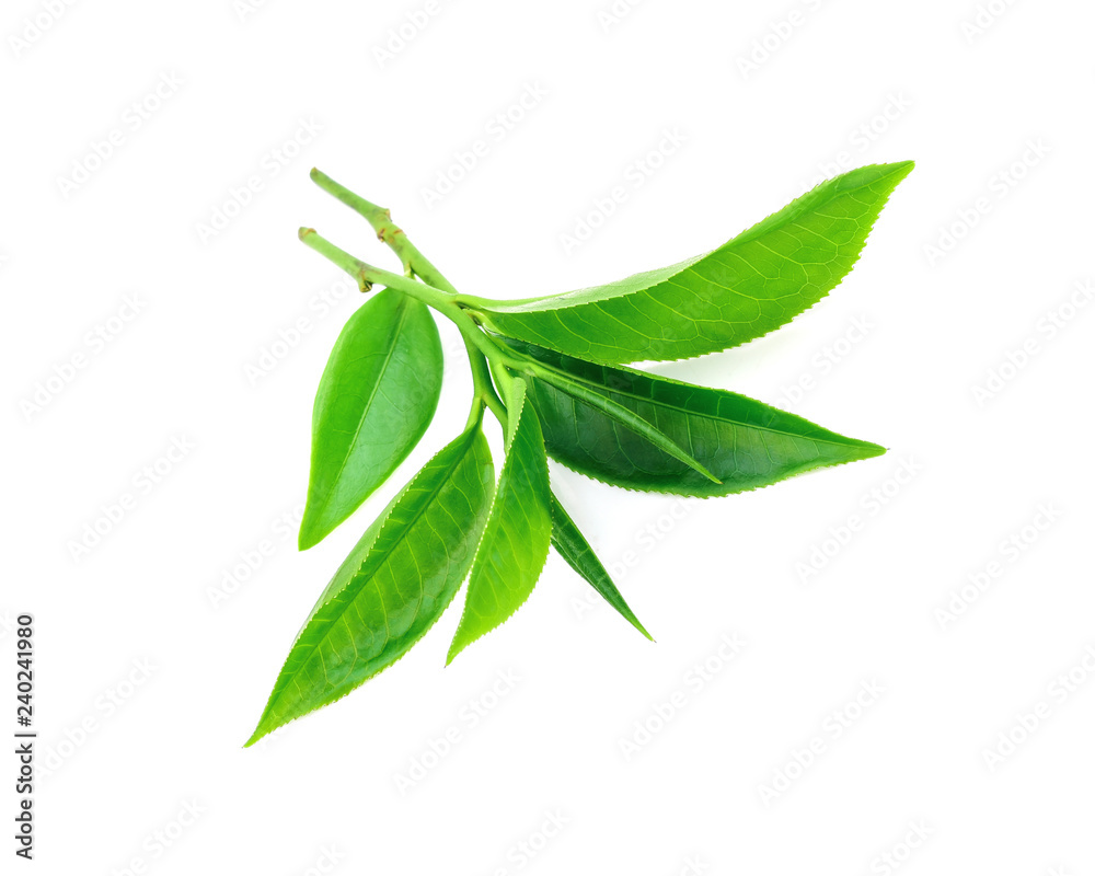 Green tea leaf on white background