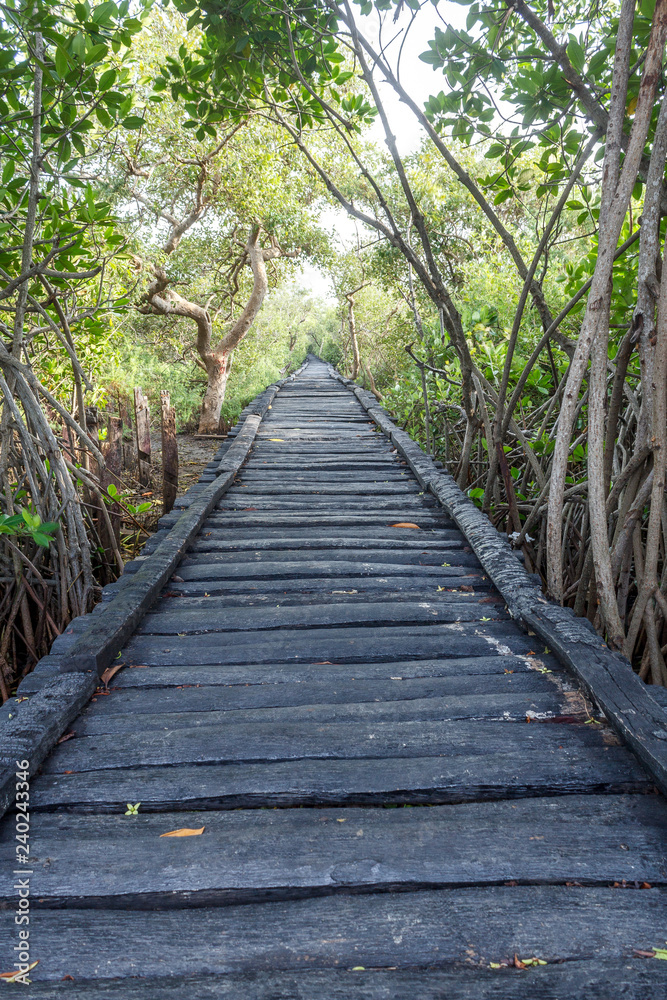 wooden bridge in the forest