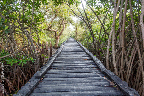 wooden bridge in the forest