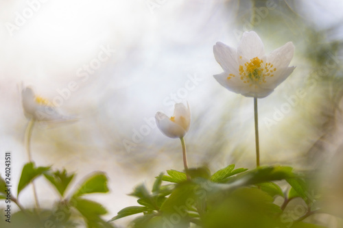 Wild anemone (Anemone Nemorosa), photographed with a vintage lens.